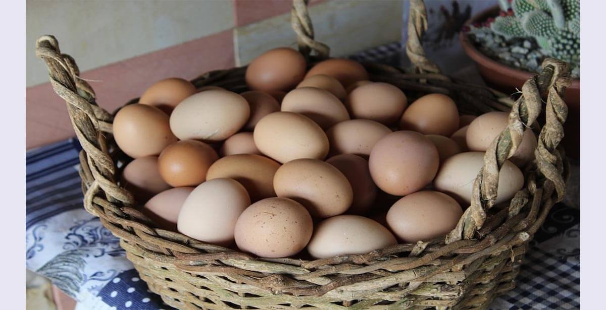 Govt Fixes Per Piece Eggs Price at 12 Taka in Bangladeshi Market September 14 Update
